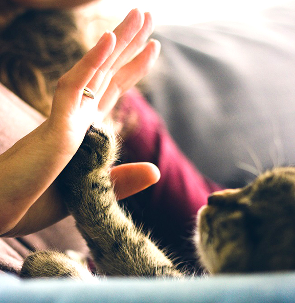 cat playing with person's hand