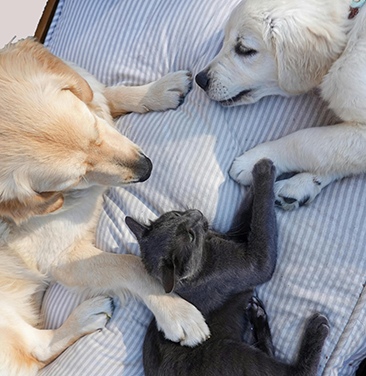 two puppies and kitten cuddling