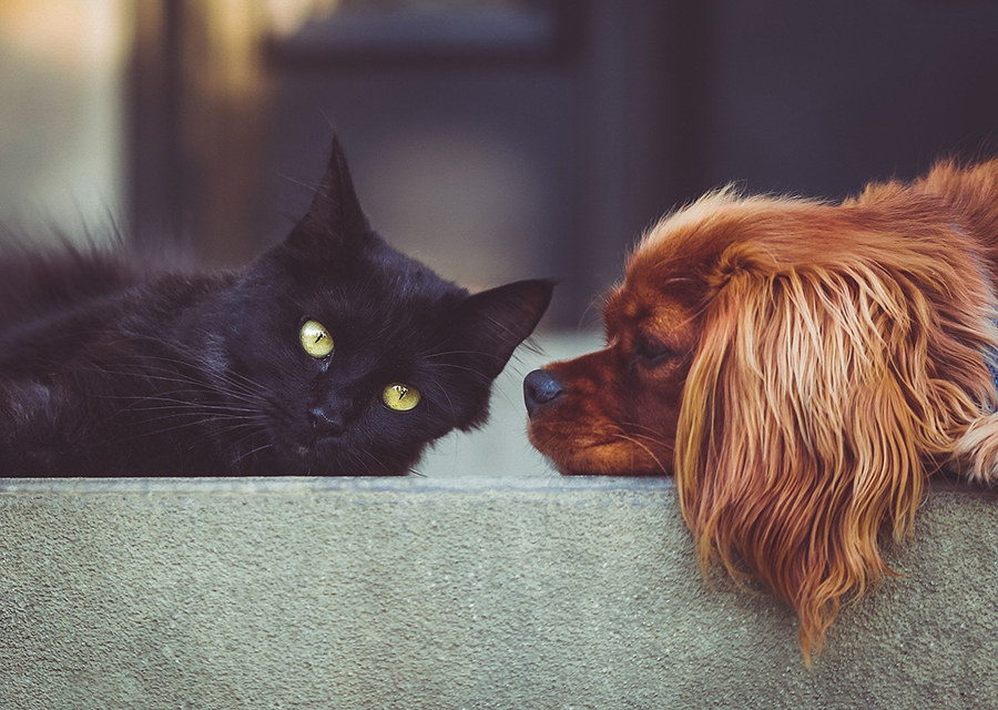 Black cat and orange dog